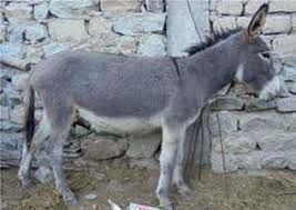 गाढवांचीही चोरी !